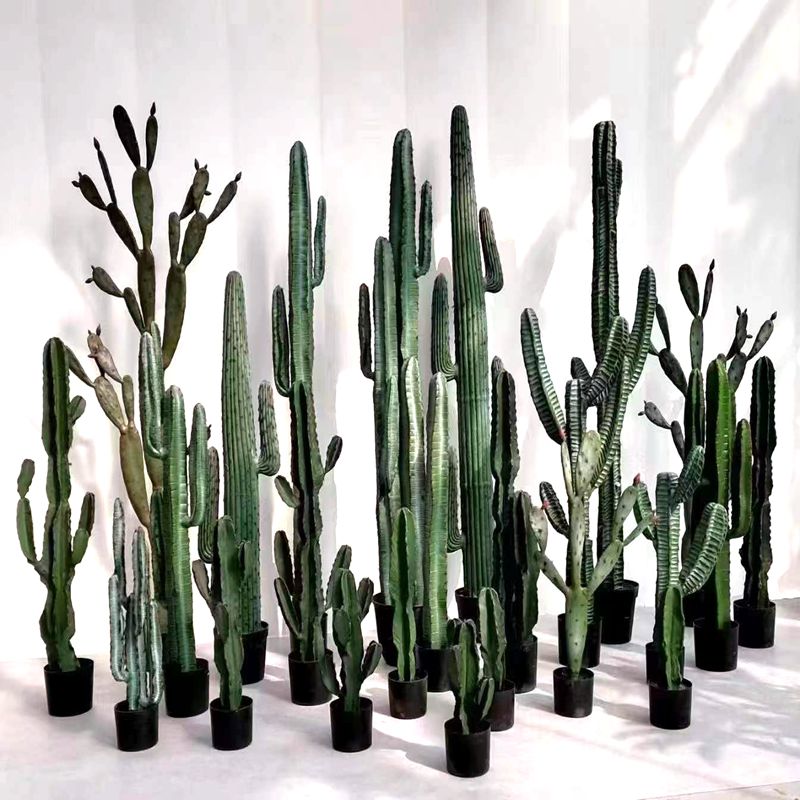 Cactus Cactus