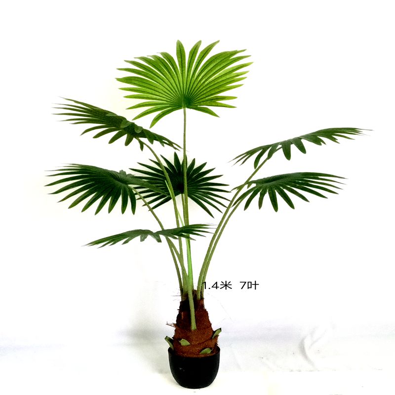Tang palm palm palm Tang palm palm palm