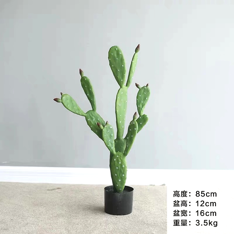 Cactus Cactus