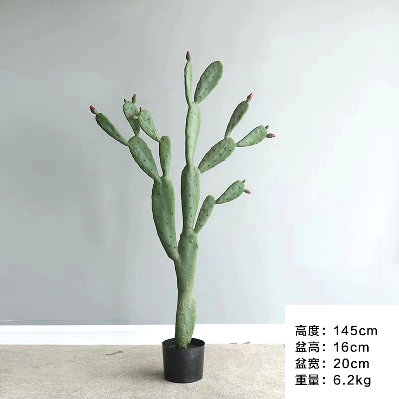 Cactus Cactus