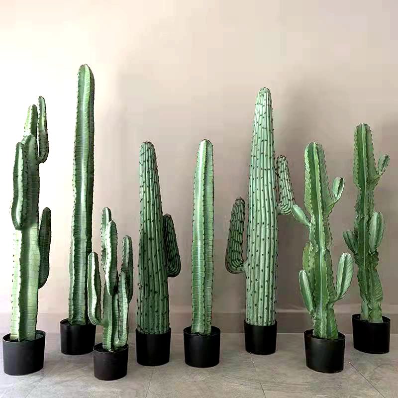 Cactus Cactus