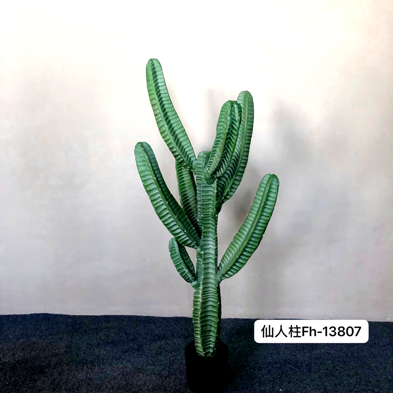 Cactus Cactus