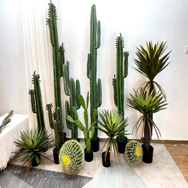 Cactus Cactus