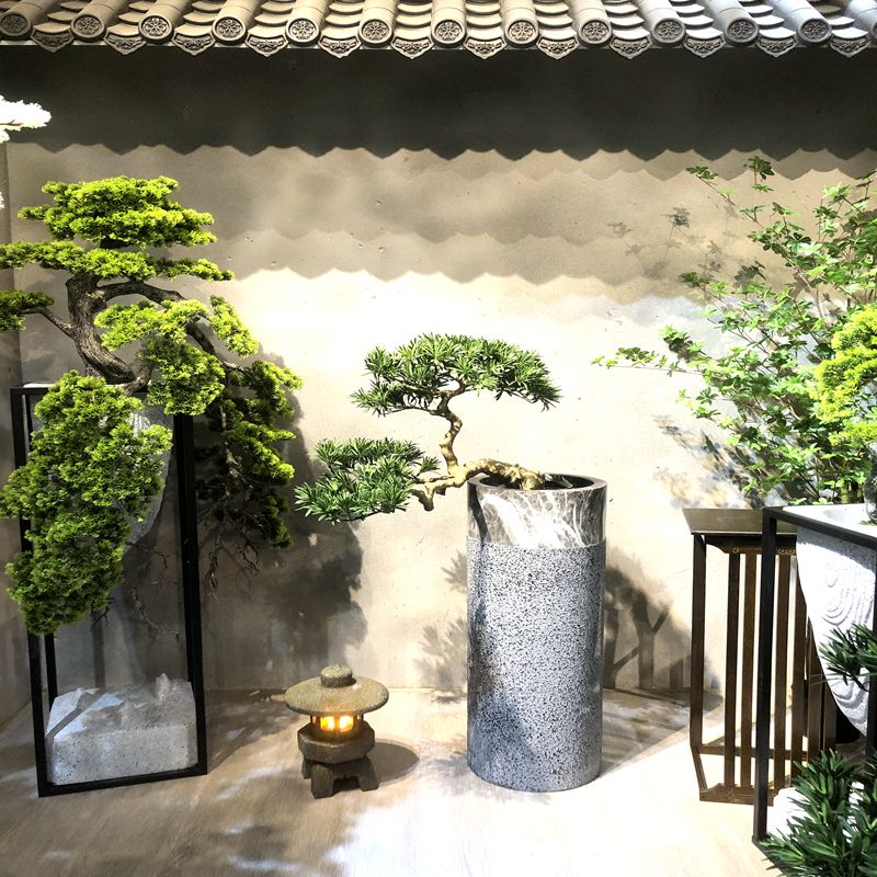 Pine bonsai