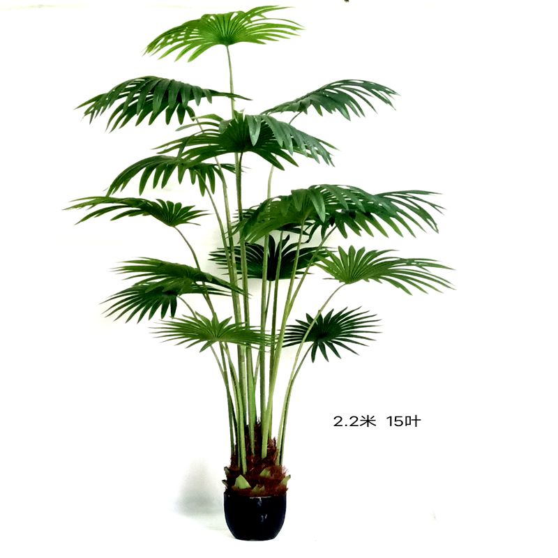 Tang palm palm palm Tang palm palm palm