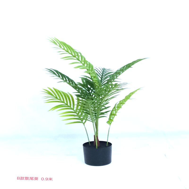 Chrysalidocarpus lutescens Chrysalidocarpus lutescens