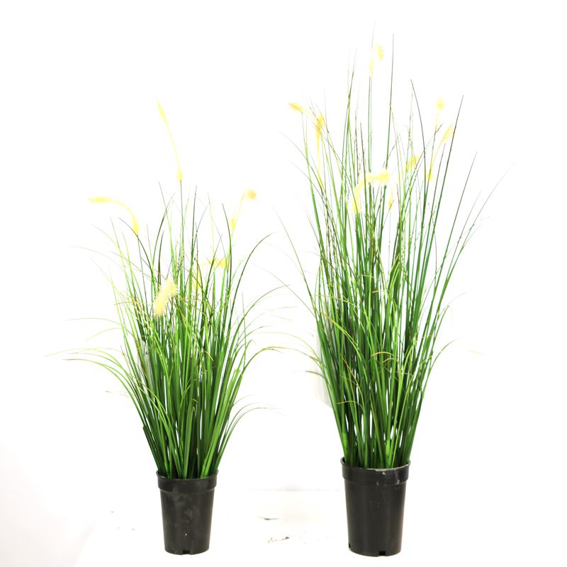 Simulation dog’s tail grass Simulation dog's tail grass