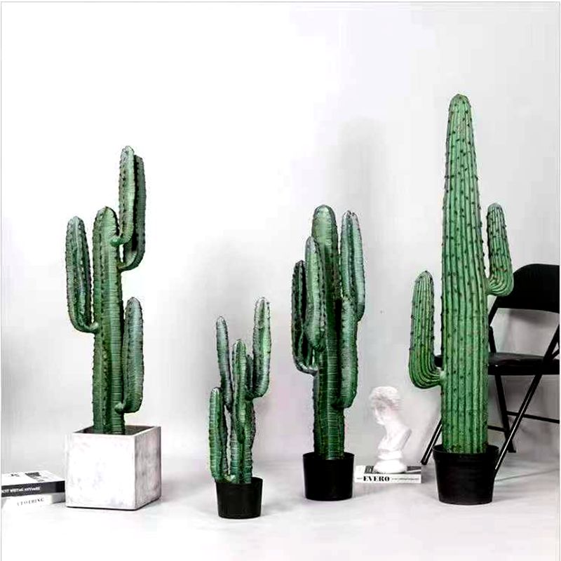 Cactus Cactus