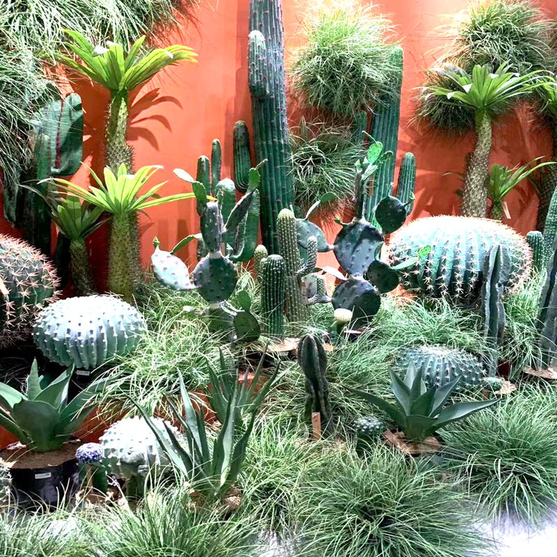 Cactus