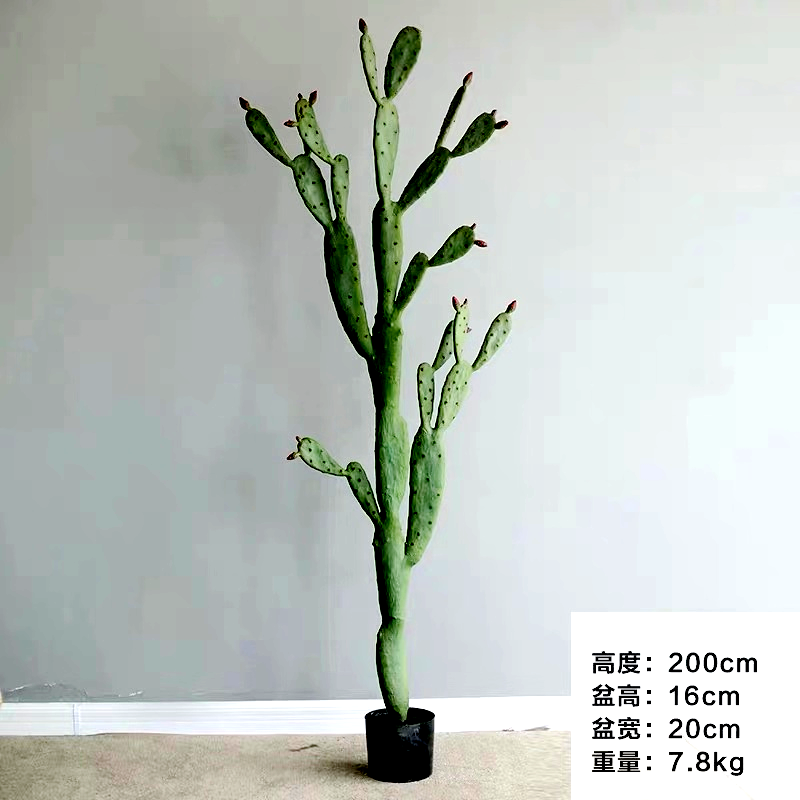 Cactus Cactus