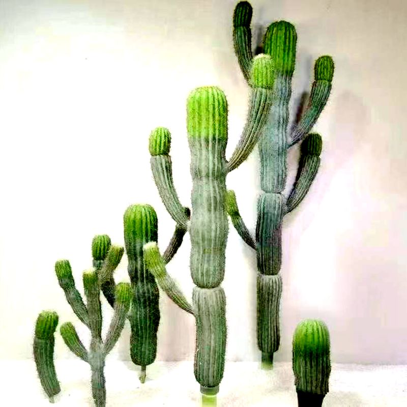 Cactus Cactus