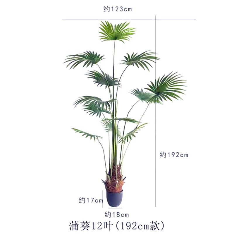 Tang palm palm palm