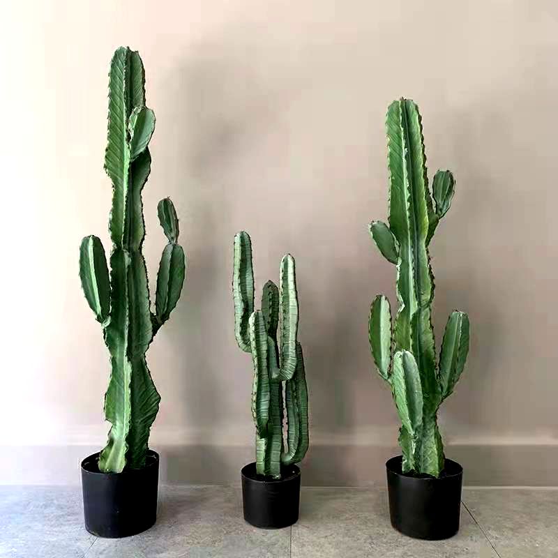 Cactus Cactus