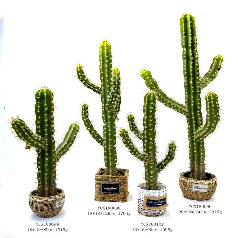 Cactus Cactus