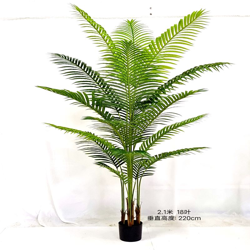 Chrysalidocarpus lutescens Chrysalidocarpus lutescens