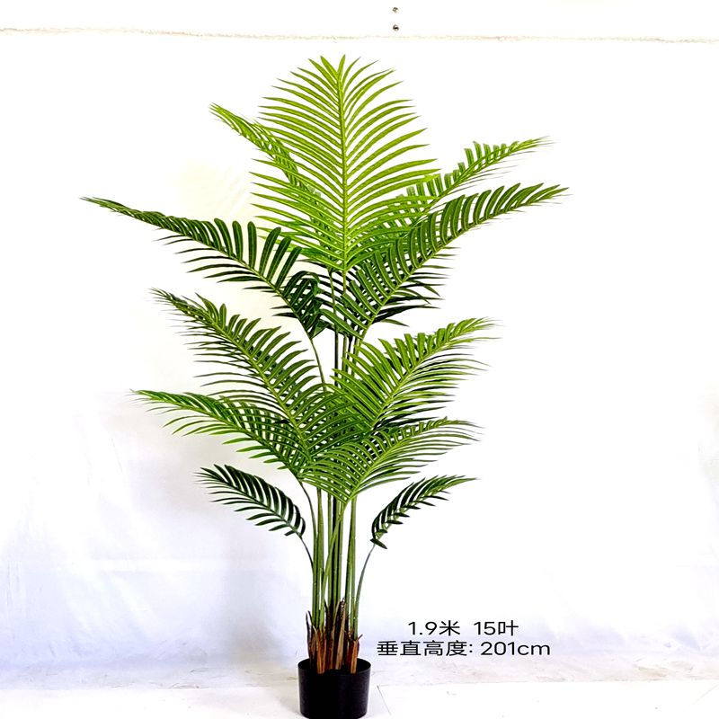 Chrysalidocarpus lutescens Chrysalidocarpus lutescens