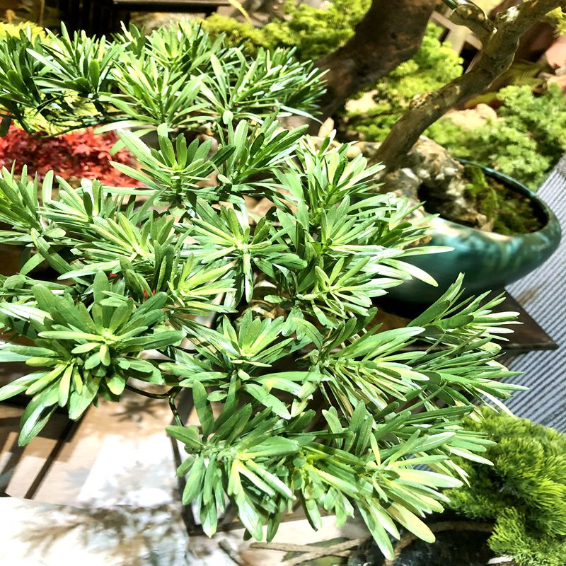 Pine needle