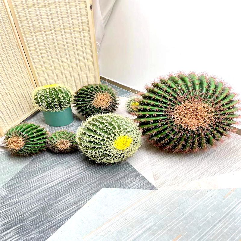 Cactus Cactus