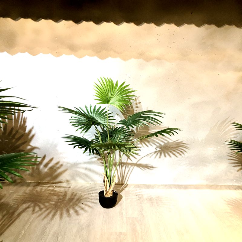 California palm California palm