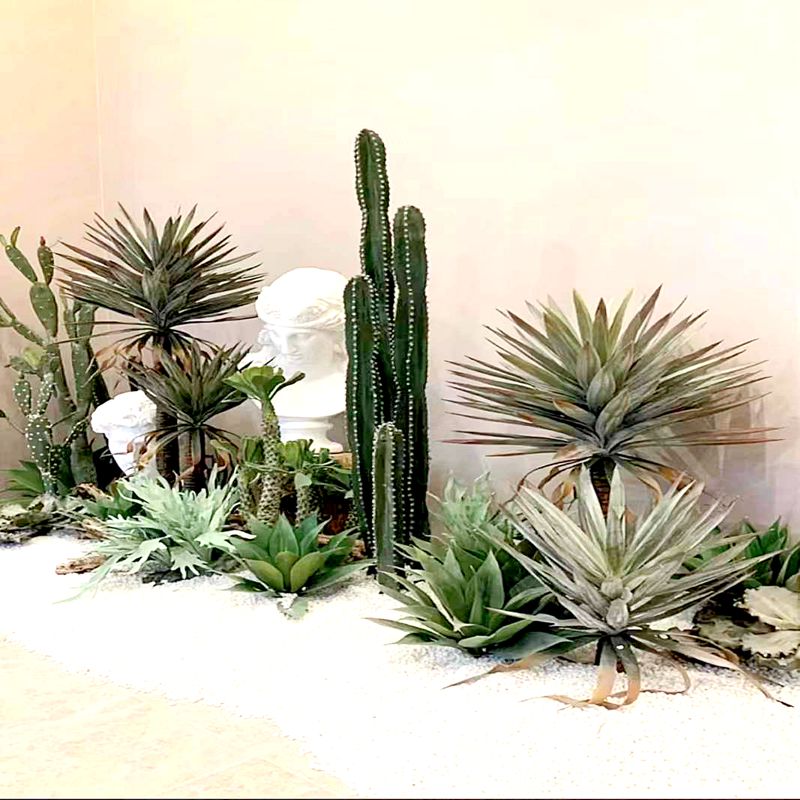 Cactus Cactus